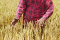 Farmer checks whether the wheat is ready for harvest Royalty Free Stock Photo