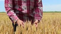 Farmer checks whether the wheat is ready for harvest