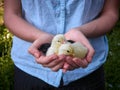 Farmer with chickens. Royalty Free Stock Photo