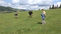 Farmer Child Pasturing Cows, Cowherd Girl Walking Cattle in Mountains 4K