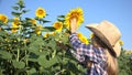 Farmer Child in Sunflower Field, Girl Studying Playing in Agrarian Harvest Royalty Free Stock Photo