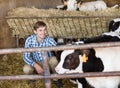 farmer clapping cow Royalty Free Stock Photo