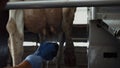 Farmer cleaning cow udder using modern equipment in dairy farm carousel close up Royalty Free Stock Photo