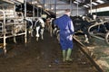 Farmer cleaning a stable