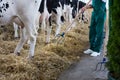 Farmer cleaning stable after cattle