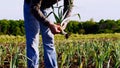 Farmer is cleaning young garlic plant just picked it from field.