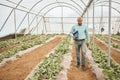 Farmer, clipboard or walking in farming check, greenhouse analytics or lettuce growth research in crop compliance Royalty Free Stock Photo