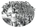 Farmer with cocoa hand drawing engraving style clip art