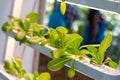 Farmer collect green hydroponic organic salad vegetable in farm, . Garden, environment. Royalty Free Stock Photo