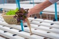 Farmer collect green hydroponic organic salad vegetable in farm, Thailand. Selective focus Royalty Free Stock Photo