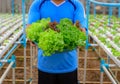 Farmer collect green hydroponic organic salad vegetable in farm, Royalty Free Stock Photo