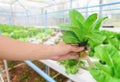 Farmer collect green hydroponic organic salad vegetable in farm, Thailand. Selective focus Royalty Free Stock Photo