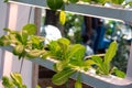 Farmer collect green hydroponic organic salad vegetable in farm, . Garden, environment. Royalty Free Stock Photo