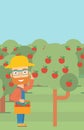 Farmer collecting apples. Royalty Free Stock Photo