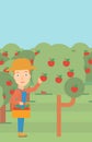 Farmer collecting apples. Royalty Free Stock Photo