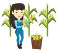 Farmer collecting corn vector illustration.