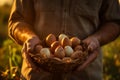 Farmer Collecting Fresh Eggs from Farm . Ai Royalty Free Stock Photo