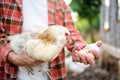 Farmer collecting fresh organic eggs on chicken farm. Floor cage free chickens is trend of modern poultry farming. Local business Royalty Free Stock Photo