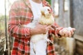 Farmer collecting fresh organic eggs on chicken farm. Floor cage free chickens is trend of modern poultry farming. Local business Royalty Free Stock Photo