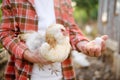 Farmer collecting fresh organic eggs on chicken farm. Floor cage free chickens is trend of modern poultry farming. Local business Royalty Free Stock Photo