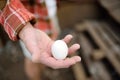 Farmer collecting fresh organic eggs on chicken farm. Floor cage free chickens is trend of modern poultry farming. Local business Royalty Free Stock Photo