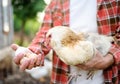 Farmer collecting fresh organic eggs on chicken farm. Floor cage free chickens is trend of modern poultry farming. Local business Royalty Free Stock Photo