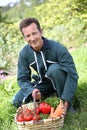 Farmer collecting fresh vegetables in garden Royalty Free Stock Photo