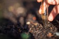 farmer collecting soil samples in a test tube in a field. Agronomist checking soil carbon and plant health on a farm. soil science Royalty Free Stock Photo