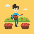 Farmer collecting tomatos vector illustration. Royalty Free Stock Photo