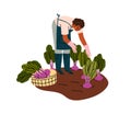 Farmer collecting vegetables, picking beet harvest, beetroots. Person works at farm field, cultivating food crops