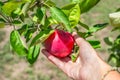 A farmer collects red ripe apples hanging on an apple tree branch on a summer sunny day. Growing fruits, harvesting Royalty Free Stock Photo