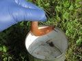 Red roadside slug in a metal tin can. (Arion rufus Arion lusitanicus)