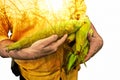 Farmer concept image. Double exposure of farmer holding corn and sundown on the plantation landscape