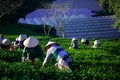 Farmer with conical in viet nam havest tea Royalty Free Stock Photo