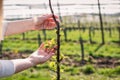 Farmer control apple tree sapling in fruit orchard