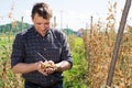 Farmer controlling process of growing of peas in the garden