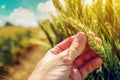 Farmer controlling wheat crop plant development Royalty Free Stock Photo