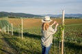 Farmer controls protective net at fruit sapling