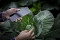 Farmer controls the quality of the cabbage crop. Female agronomist in agriculture. Organic cabbage plantation garden. Green