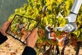 Farmer controls robot on a vineyard