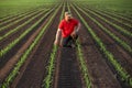 Young farmer in corn fields Royalty Free Stock Photo