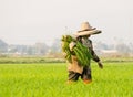 farmer corp rice