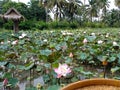 Farmer cottage pink lotus pond Royalty Free Stock Photo