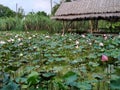 Farmer cottage pink lotus pond Royalty Free Stock Photo