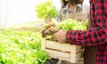 Farmer couple collect hydroponic, organic vegetables in greenhouse owner small business