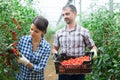 Farmer couple harvesting red grape tomatoes in greenhouse Royalty Free Stock Photo