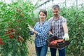 Farmer couple harvesting red grape tomatoes in greenhouse Royalty Free Stock Photo