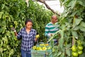 Farmer couple working in greenhouse in summer day, harvesting fresh tomatoes Royalty Free Stock Photo