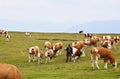 Farmer between the cows at Dobrac, Austria Royalty Free Stock Photo
