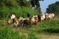 Farmer and cows on the fields